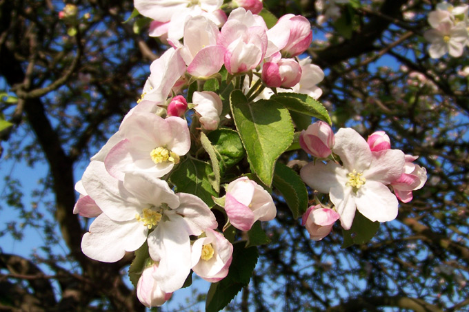 Apfelblüte - Foto: Wulf Geißler