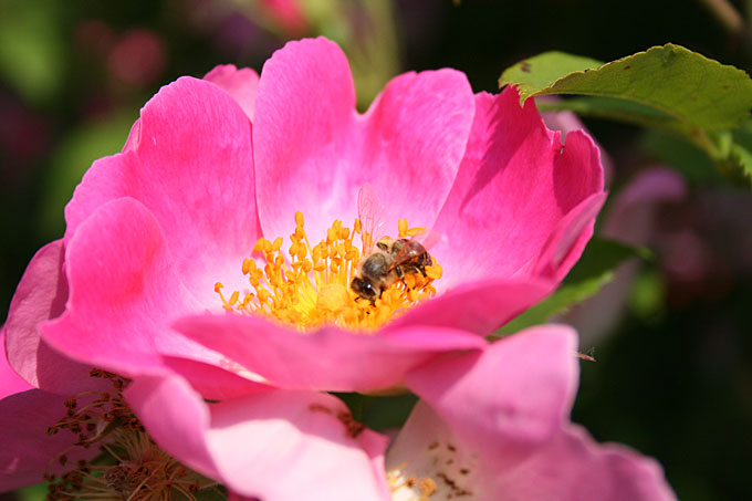 Wildbiene auf Essigrose - Foto: NABU/Eric Neuling