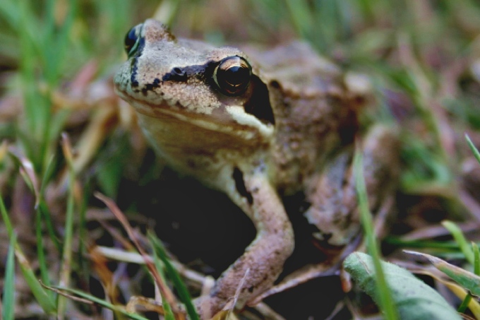 Grasfrosch - Foto: Oscar Klose