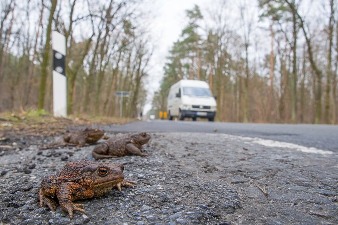 Erdkröten an befahrener Straße - Foto: Wolfgang Ewert