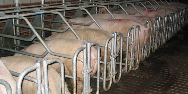 Schweinehaltung - Foto: Tierrechtsinitiative MAQI