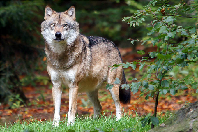 Wolf - Foto: NABU/Karl-Heinz Kuhn