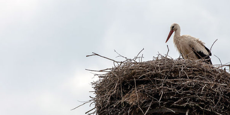 Storch im Nest - Foto: NABU/Felix Paulin
