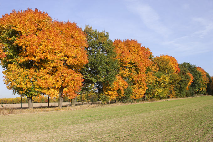 Herbstliche Spitzahorn-Allee in der Lennéschen Feldflur bei Potsdam - Foto: Helge May