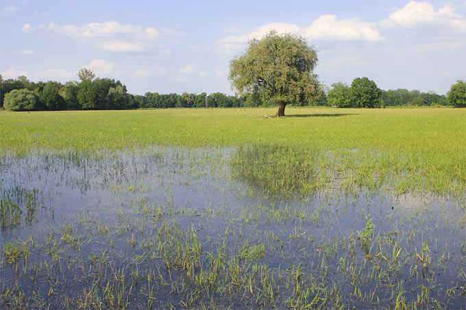 Überschwemmte Weide im Frühsommer - Foto: Helge May