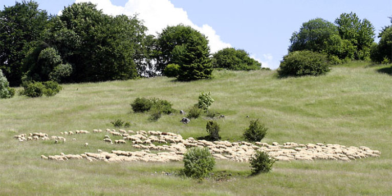 Schafsherde auf der Münsinger Alb - Foto: Helge May