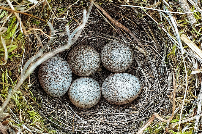 Nest und Eier der Heidelerche - Foto: Sebastian Fuchs