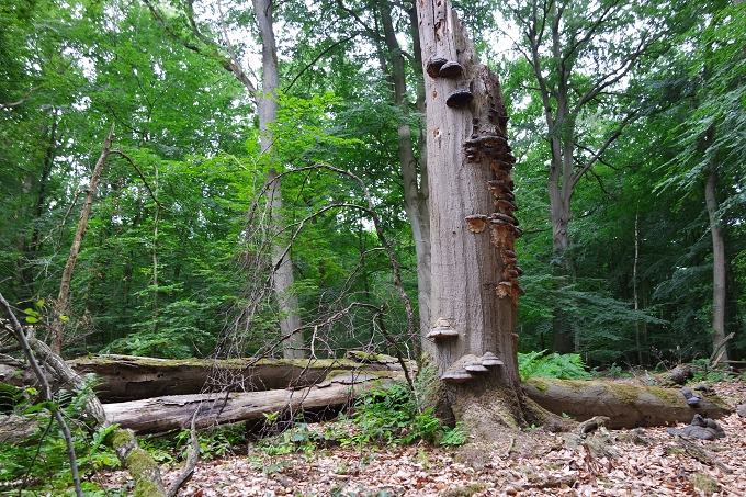 Strukturreicher naturnaher Wald mit hohem Altholzanteil sowie stehendem und liegendem Totholz im FFH-Gebiet "Hainholz an der Stepenitz" - Foto: NABU / Laura Klein