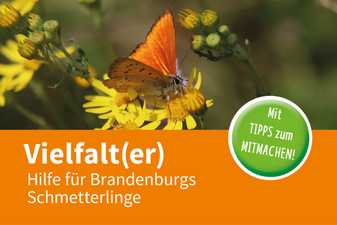 Flyer: Vielfalt(er) - Hilfe für Brandenburgs Schmetterlinge