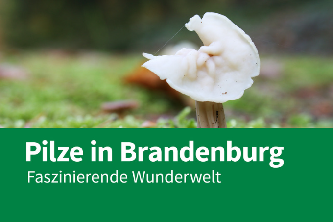 Flyer: Pilze in Brandenburg - Faszinierende Wunderwelt