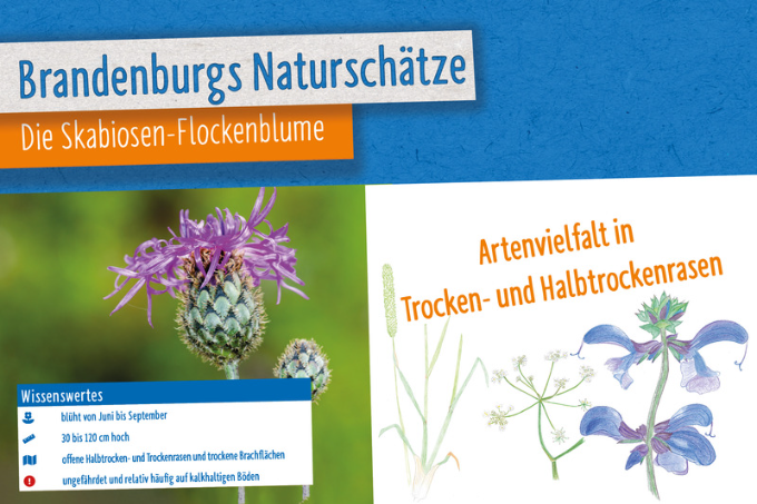 Poster: Naturschätze - Skabiosen-Flockenblume