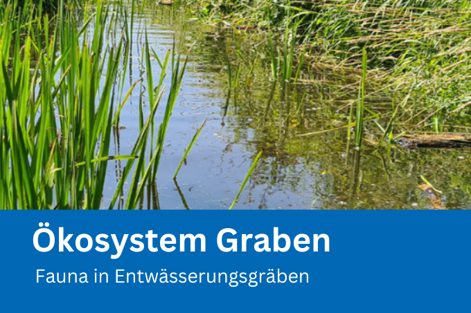 Flyer: Ökosystem Graben - Fauna in Entwässerungsgräben