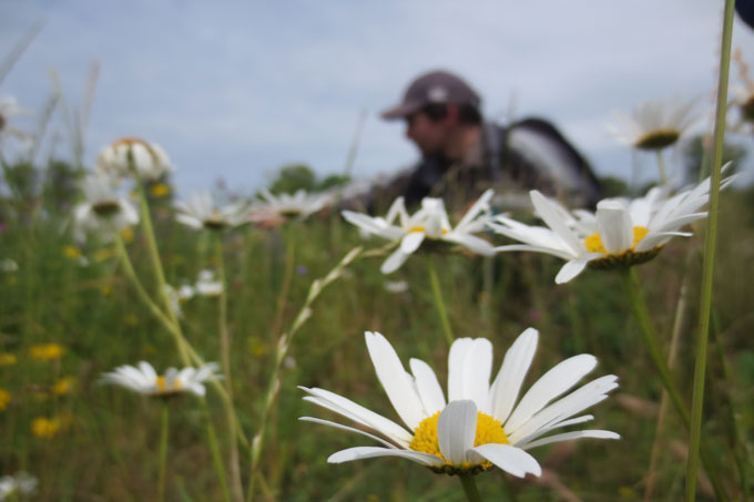 Schützen Sie die Blühstreifen - Eine wichtige Nahrungsquelle für Bienen - Foto: Tizian Raspe