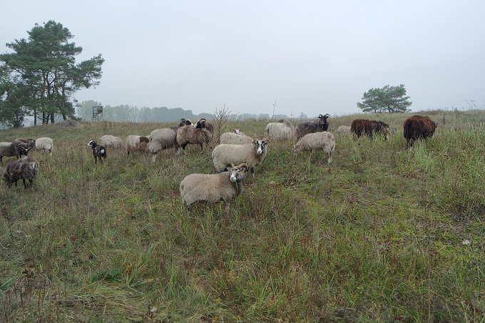 Beweidung der Trockenrasen mit Schafen in den Kleinen Jahnbergen im FFH-Gebiet „Paulinenauer Luch und Lindholz“ – Foto: NABU/Laura Klein