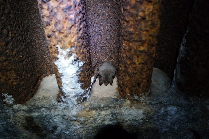 Graues Langohr (<i>Plecotus austriacus</i>) in einem alten Bunker, der als Fledermausquartier dient – Foto: NABU / Laura Klein