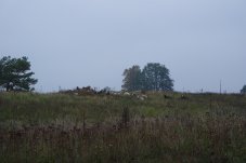 Die Kleinen Jahnberge im FFH-Gebiet „Paulinenauer Luch und Lindholz“ werden mit Schafen beweidet – Foto: NABU/Laura Klein