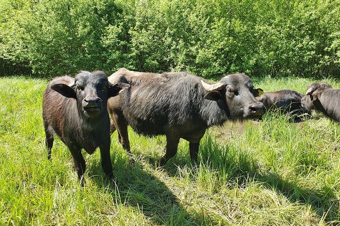 Wasserbüffel im FFH-Gebiet „Herrensee, Lange-Damm-Wiesen und Barnimhänge“ – Foto: NABU/Laura Klein