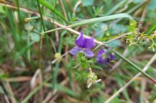 Wilde Stiefmütterchen (Viola tricolor) im FFH-Gebiet „Paulinenauer Luch“ – Foto: NABU / Laura Klein