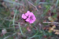 Kartäuser-Nelke (<i>Dianthus carthusianorum</i>) im FFH-Gebiet „Paulinenauer Luch und Lindholz“ – Foto: NABU/Laura Klein