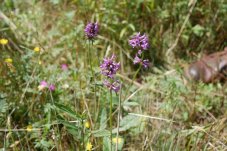 Heilziest (<i>Betonica officinalis</i>) im FFH-Gebiet “Brieselang und Bredower Forst” – Foto: NABU/Sarah Diering 
