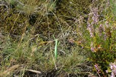 Europäische Gottesanbeterin (Mantis religiosa) im Naturschutzgebiet und FFH-Gebiet „Forsthaus Prösa“ – Foto: NABU/Georg Chod 
