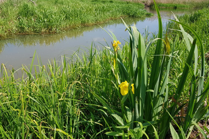 Sumpf-Schwertlilie (<i>Iris pseudacorus</i>) bei der botanischen Rad-Wanderung in den FFH-Gebieten „Spree“ und „Müggelspreeniederung“ – Foto: NABU / Laura Klein