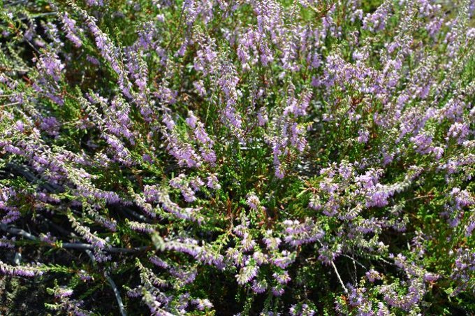 Besenheide (<i>Calluna vulgaris<i>) in voller Blüte im Naturschutzgebiet und FFH-Gebiet „Forsthaus Prösa“  - Foto: NABU/Georg Chod