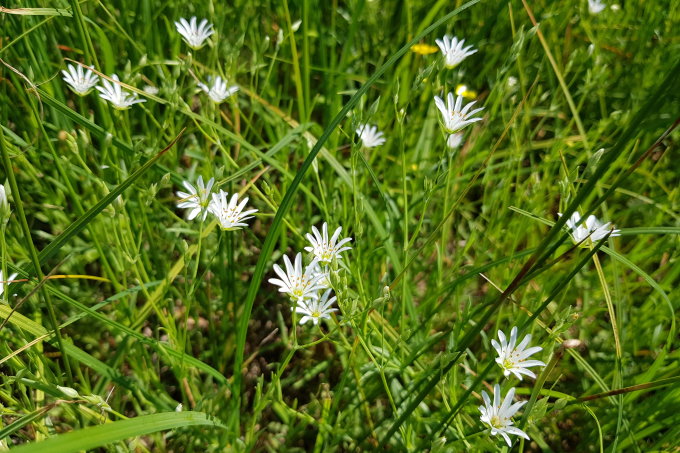 Gras-Sternmiere (<i>Stellaria graminea</i>) bei der botanischen Rad-Wanderung in den FFH-Gebieten „Spree“ und „Müggelspreeniederung“ – Foto: NABU / Laura Klein