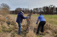 Baumschutz für frisch gesteckte Weiden im FFH-Gebiet „Wiesengrund“ – Foto: NABU/Laura Klein