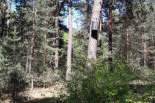 Rundkasten für Fledermäuse im Schutzgebiet „Heidehof-Golmberg“ – Foto: NABU/Laura Klein