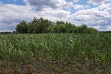 Agroforst-Bewirtschaftung auf dem landwirtschaftlichen Betrieb Domin: Pappel-Streifen im Maisacker – Foto: NABU / Laura Klein 