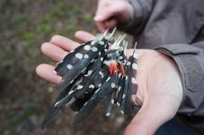 Am Wegesrand finden wir Federn eines Buntspechtes – Foto: NABU / Laura Klein