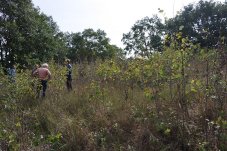 Begutachtung des Zitterpappeln-Aufwuchses auf den Trockenrasen-Flächen vor dem Pflegeeinsatz im FFH-Gebiet „Paulinenauer Luch“ – Foto: NABU / Hendrik Katzer