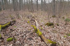 Lebensraumtyp „Alte bodensaure Eichenwälder auf Sandebenen mit <i>Quercus robur</i>“ (9190) im Hangelwald – Foto: NABU / Laura Klein