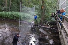 Ein Netz wird auch über dem Fluss Stepenitz aufgestellt, z. B. um Wasserfledermäuse zu fangen – Foto: NABU / Laura Klein