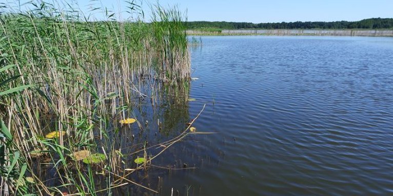 Natürliches Ufer im FFH-Gebiet Kremmener Luch – Foto: NABU/Laura Klein