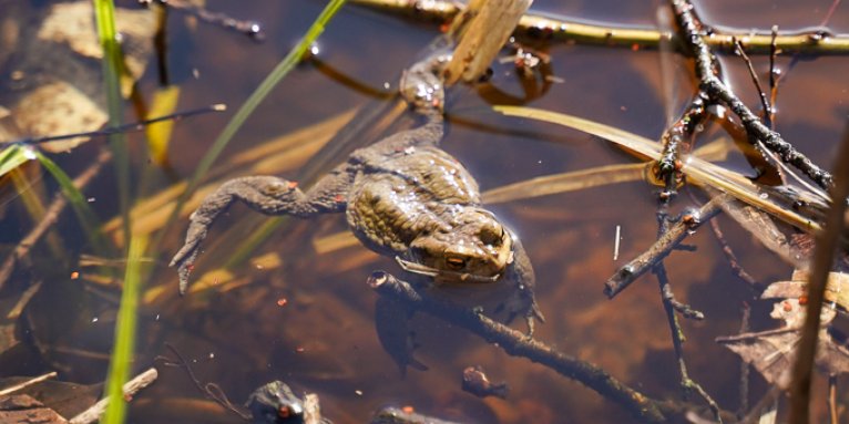 Eine Erdkröte in einem Gewässer im FFH-Gebiet „Brieselang und Bredower Forst” - NABU / Rebecca Vaßen