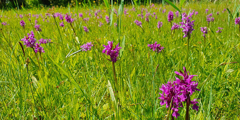 Orchideenwiese im Schutzgebiet „Lange-Damm-Wiesen“ - Foto: NABU/Laura Klein