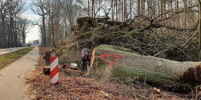 Dokumentation einer naturschutzwidrigen Fällung von Eremiten-Bäumen - Foto: NABU/Laura Klein