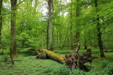 Totholz ist eine der wesentlichen Biotopstrukturen naturnaher Wälder - Foto: NABU / Laura Klein