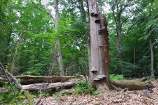 Strukturreicher naturnaher Wald mit hohem Altholzanteil sowie stehendem und liegendem Totholz - Foto: NABU / Laura Klein