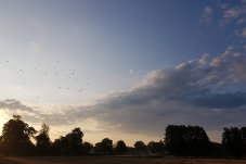 Vogelstimmenführung im FFH-Gebiet „Fredersdorfer Mühlenfließ“ am 4. August 2019 – Foto: NABU / Laura Klein