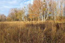Pfeifengraswiese im Winterzustand im FFH-Gebiet „Brieselang und Bredower Forst“ – Foto: NABU/Laura Klein