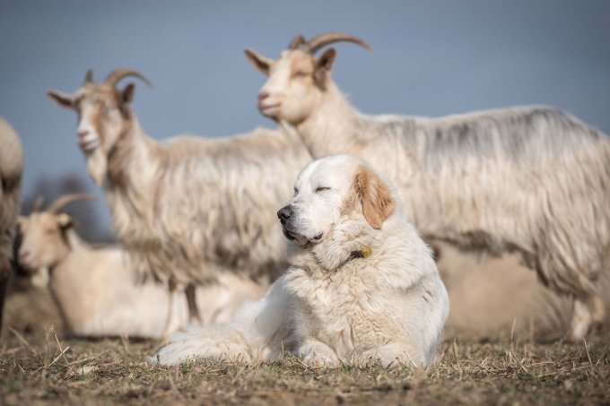 Herdenschutzhund liegend vor Ziegen - Sebastian Hennigs