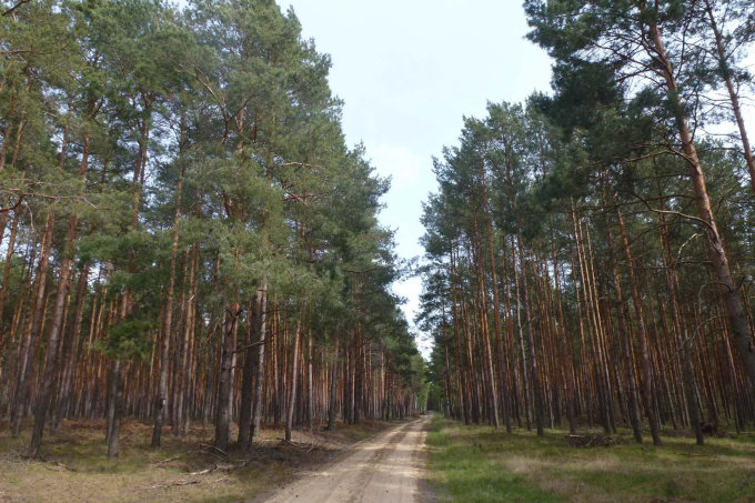 Abbildung 2: Fotoaufnahme von Waldflächen in Lieberose vom 8. Mai 2019, links „behandelte“ (im Jahr 2014), rechts „unbehandelte“ Waldflächen.