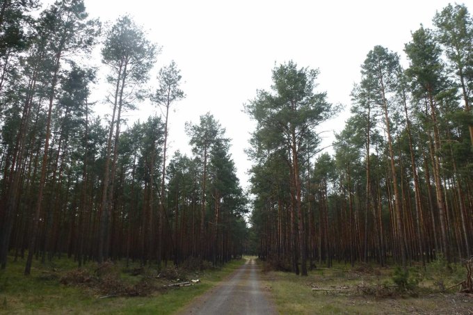 Abbildung 3: Fotoaufnahme von Waldflächen in Lieberose vom 8. Mai 2019, links „behandelte“ (im Jahr 2014), rechts „unbehandelte“ Waldflächen.