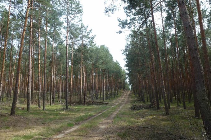 Abbildung 4: Fotoaufnahme einer Waldfläche in Lieberose vom 8. Mai 2019, seinerzeit (2014) „unbehandelt“.