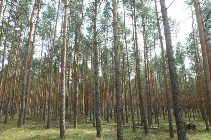 Abbildung 5: Fotoaufnahme einer Waldfläche in Lieberose vom 8. Mai 2019, seinerzeit (2014) „unbehandelt“.