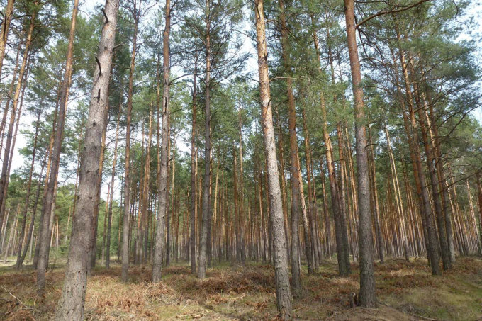 Abbildung 6: Fotoaufnahme einer Waldfläche in Lieberose vom 8. Mai 2019, seinerzeit (2014) „behandelt“.