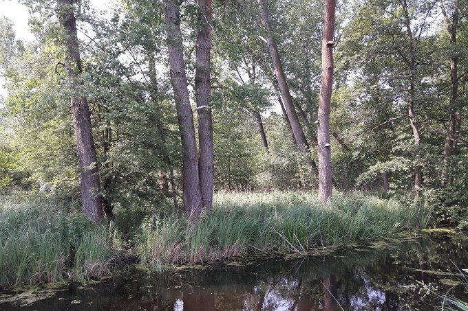 Bruchwald im FFH- und Naturschutzgebiet „Krielower See“ – Foto: NABU / Laura Klein